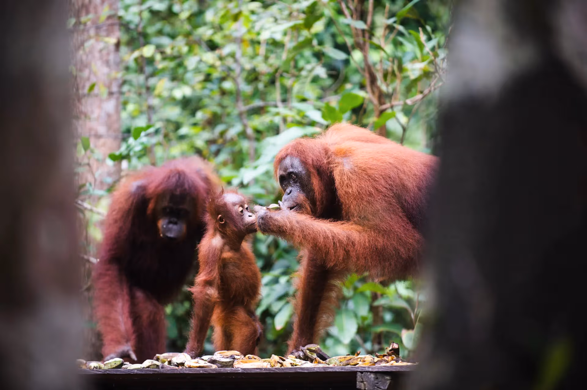 Orangutan Tour in Tanjung Puting
